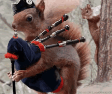 bagpipes animal playing the bagpipes squirrel instrument