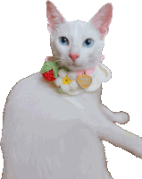 Dollichi Cats Babygirl Sticker - Dollichi Cats Dollichi Babygirl Stickers