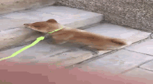 Shiba Walk With Dog GIF - Shiba Walk With Dog Cute GIFs