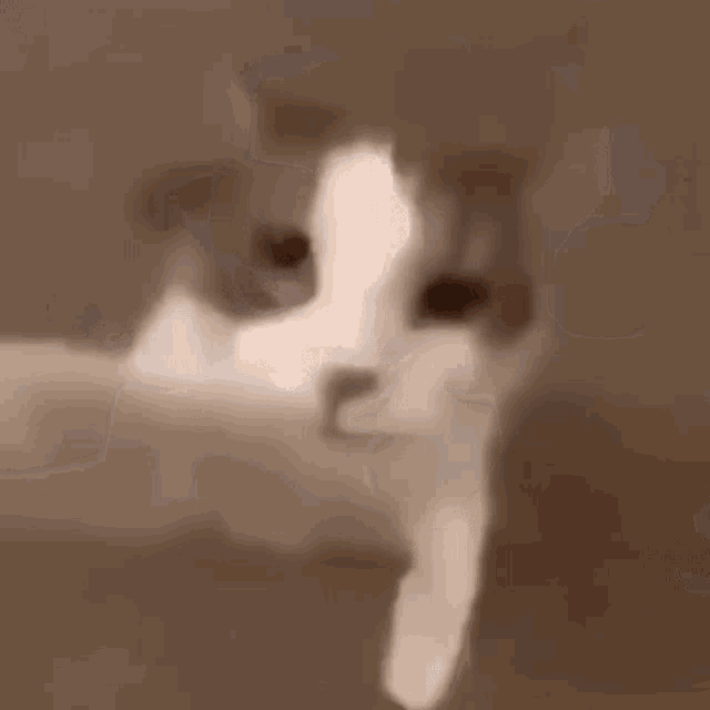 Cat Kissing GIF – Cat Kissing Mwah – GIFs entdecken und teilen