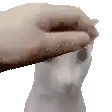 a person is petting a white cat 's head .