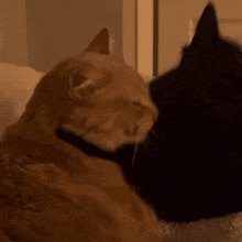 Cat Hug Cat Cuddle GIF - Cat Hug Cat Cuddle Yourarchivist GIFs