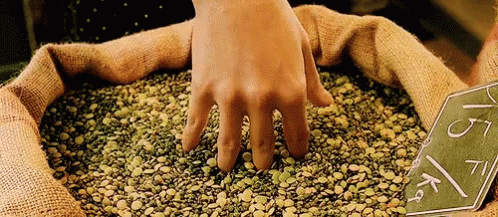 Amelie Amor GIF - Amelie Amor Beans GIFs