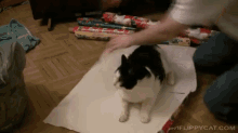 How To Wrap A Cat GIF - Cat Christmas Present GIFs