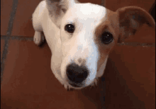 Harley GIF - Dog Adorable GIFs