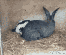 Cant Sleep Bunny GIF