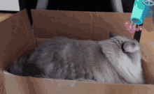 Rexi Im Out GIF - Rexi Im Out Cat GIFs