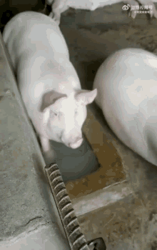 Pig Pig Blowing Bubbles GIF