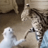 a white cat is playing with a leopard on the floor