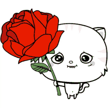 toofiothe cat im sorry forgive me red rose sorry