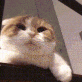 Cat Quit Yapping GIF - Cat Quit Yapping Oxone GIFs