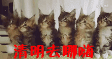 清明去哪玩 GIF - Cats Kittens Tomb Sweeping Day GIFs