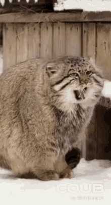 Manul Warms His Paws GIF