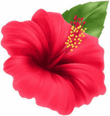 Flower Images GIF