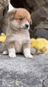 Dog Hug GIF - Dog Hug Duck GIFs