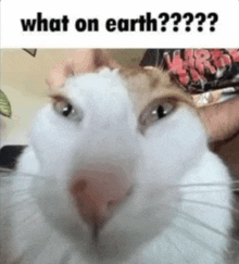 What On Earth Cat GIF - What On Earth Cat What In The World GIFs