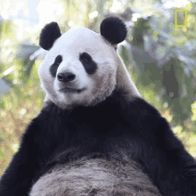 national panda day nat geo national geographic panda china