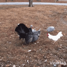 Rooster Push Back By Turkeys Viralhog GIF - Rooster Push Back By Turkeys Viralhog Animal Fight GIFs
