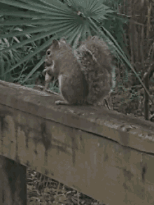 Squirrel Nut GIF