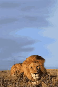 Lion GIF - Lion Majestic Grounded GIFs