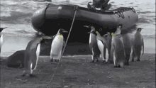 Penguins Seal GIF - Penguins Seal Boat GIFs