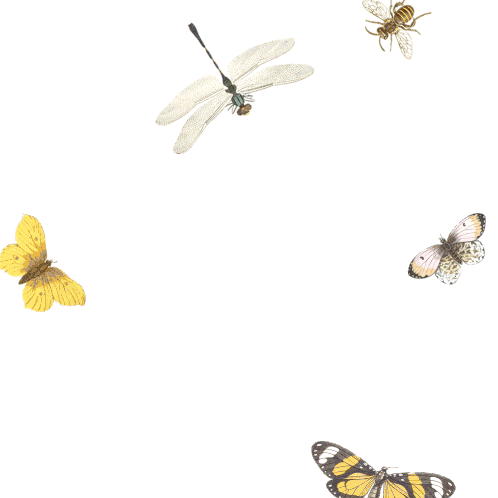 Birds Bees Sticker - Birds Bees Butterfly Stickers