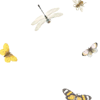 Birds Bees Sticker - Birds Bees Butterfly Stickers