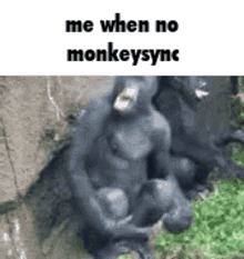 Monkeysync Monkey GIF - Monkeysync Monkey Monkeysyncer GIFs