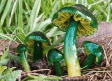 Cute Mushroom GIF - Cute Mushroom Smiley GIFs
