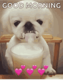 dog drinking milk cute adorable
