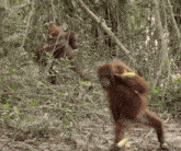 a couple of monkeys standing in the woods