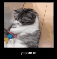 Comaru Komaru GIF - Comaru Komaru Cat Demotivator GIFs