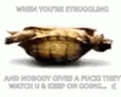 Turtle Upside Down Turtle GIF - Turtle Upside Down Turtle Funny - Discover  & Share GIFs