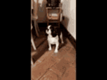 Igor Dog GIF - Igor Dog Satanic Dog GIFs
