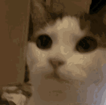 Borka Cat GIF - Borka Cat Tongue GIFs
