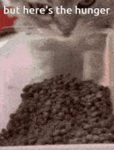 a cat is looking at a pile of food with the words but here 's the hunger written above it
