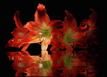 Orange Lily Lilly In Water GIF - Orange Lily Lilly In Water GIFs
