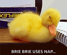 Duck Sleeping GIF - Duck Sleeping Sleep GIFs