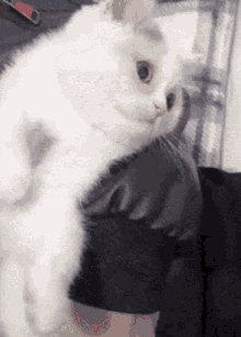 Cute Cat Discord Pfp GIF