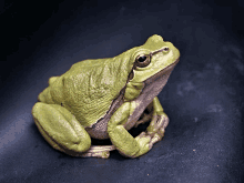 Talking Frog GIF
