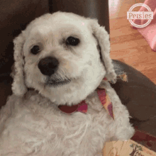 Dog Chewing GIF - Dog Chewing Dog Eating GIFs