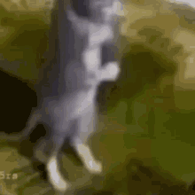 Hallal Cat GIF