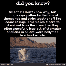 Did You Know Rays GIF - Did You Know Rays Sea GIFs