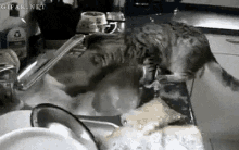 Cat Washing Dishes GIF - Cat Washing Dishes Splash GIFs