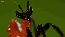 Bugs Devils Praying Mantis GIF - Bugs Devils Praying Mantis Huh GIFs