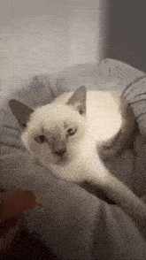 a white cat is laying on top of a blanket on a bed .