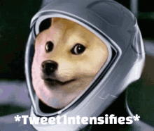 Dogecointweet Intensifies Tweet Intensifies GIF - Dogecointweet Intensifies Tweet Intensifies Tylermilgate GIFs