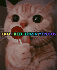 Ecrinyengoş Ecrin Yenge GIF - Ecrinyengoş Ecrin Yenge Tatlıkedi Ecrin Yengoş GIFs