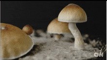 Magic Mushroom Psylocybin GIF