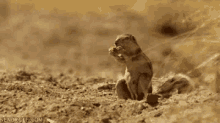 Stressed Out Squirrel GIF - Squirrel Remember Eating GIFs